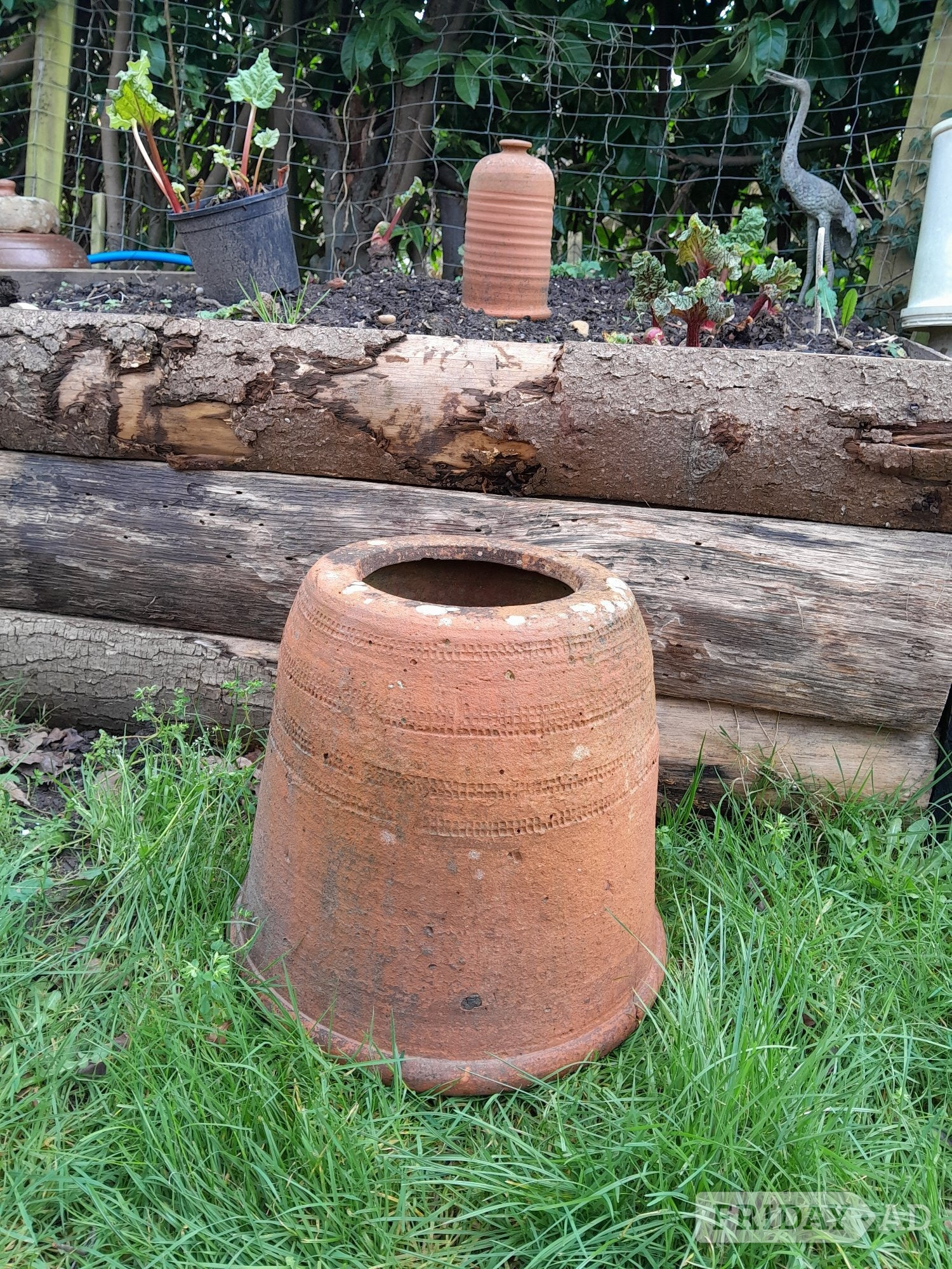 Vintage Rhubarb Kale Forcer Terracotta Planter Cottage Garden