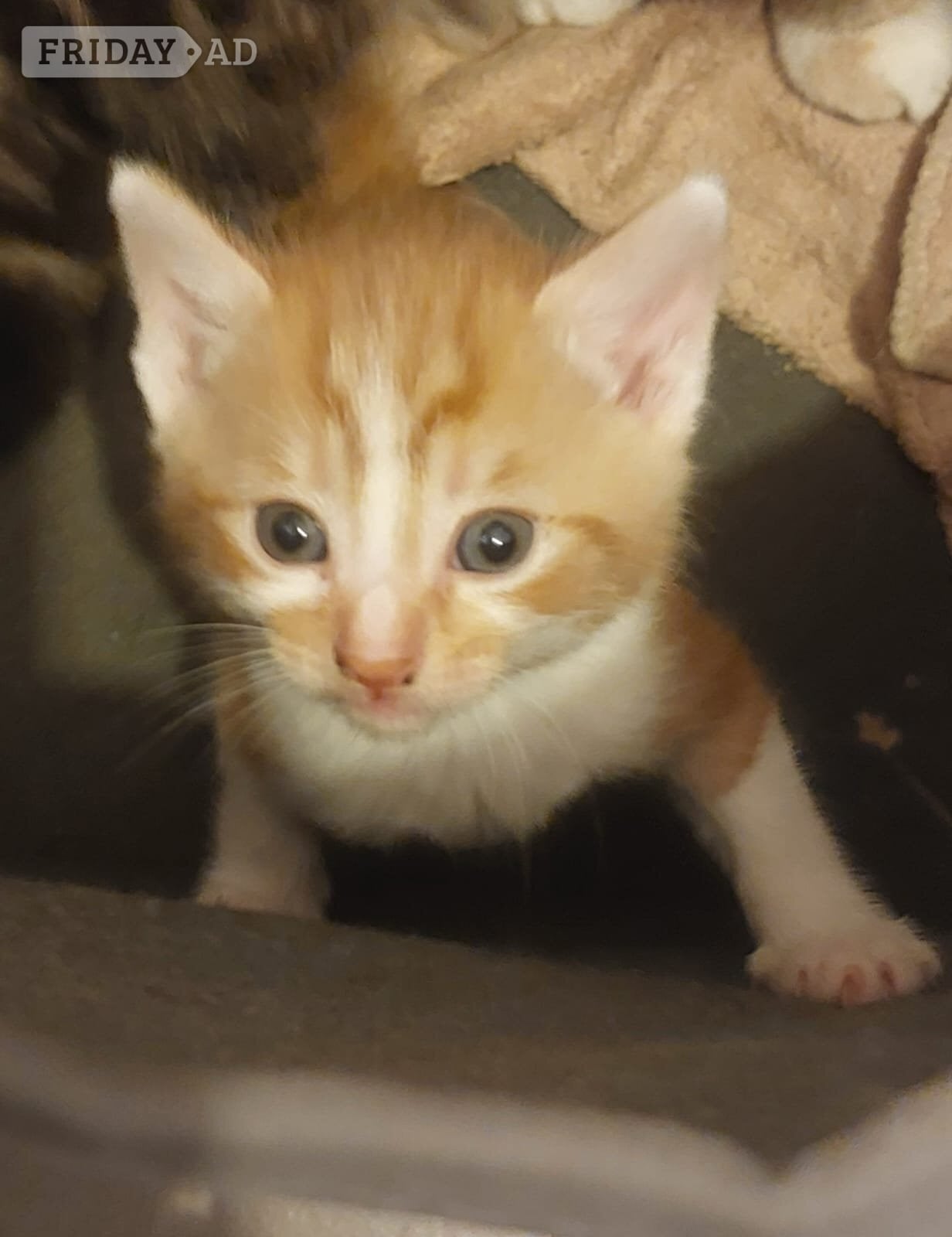 Kittens for sale in Crawley