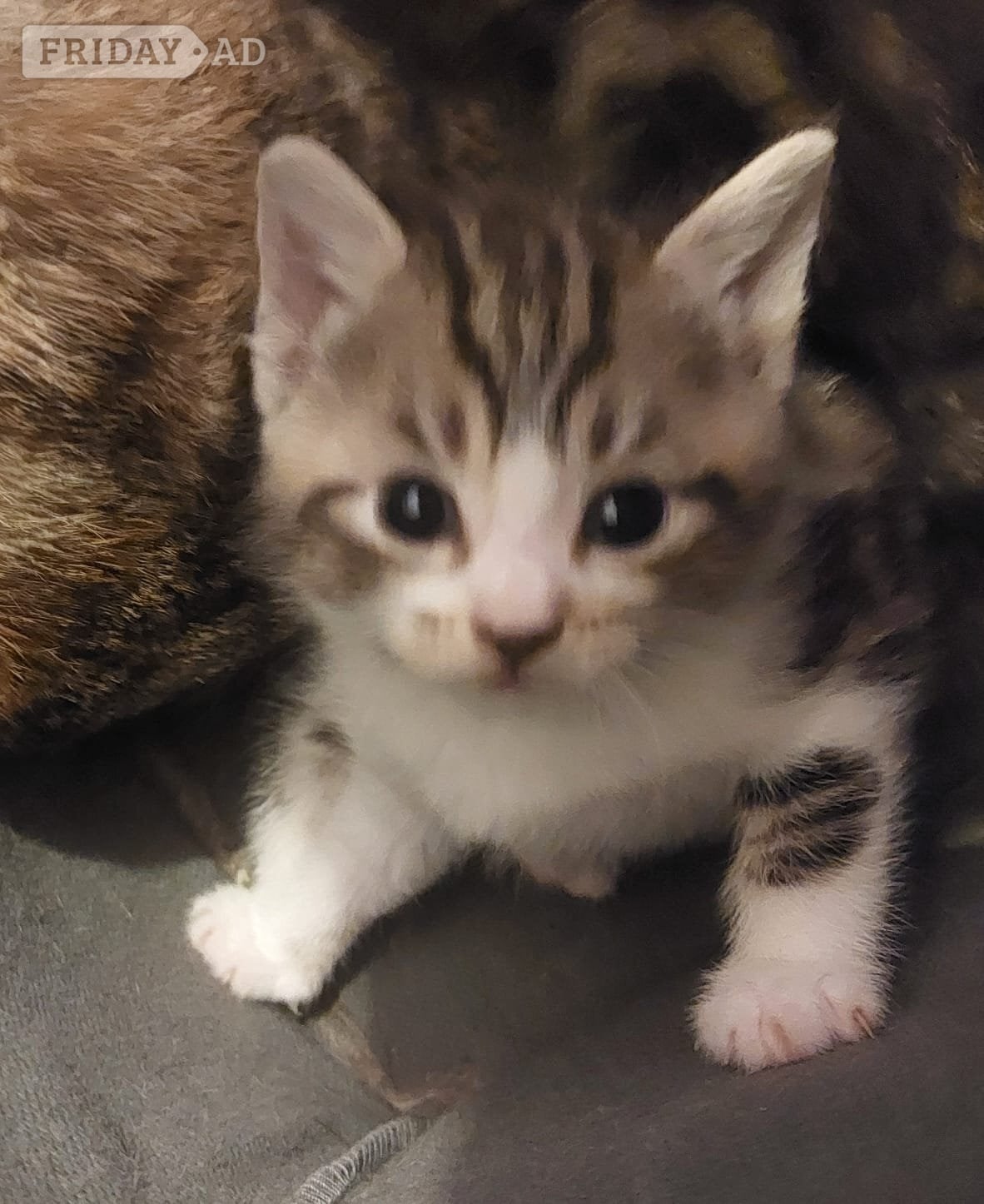 Kittens for sale