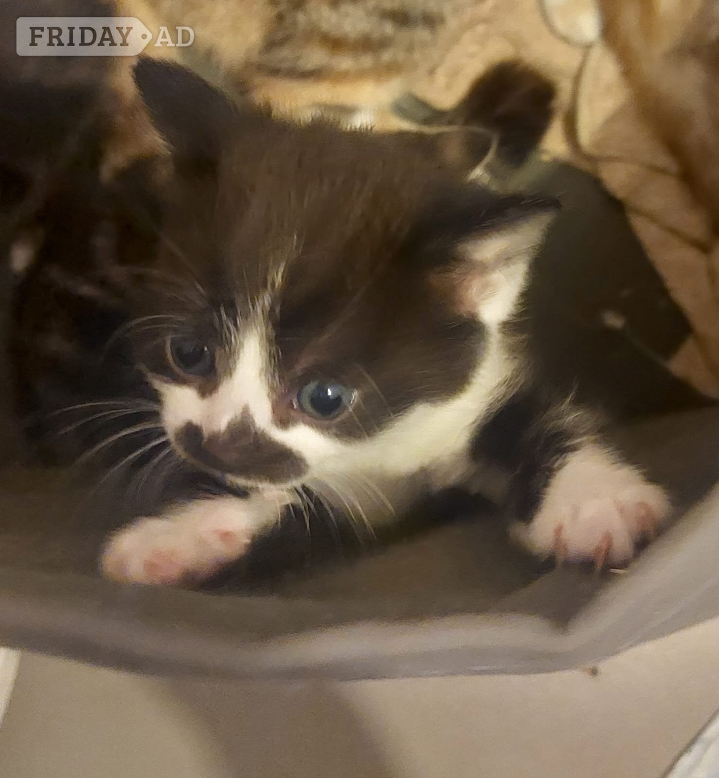 Crawley Kittens for sale
