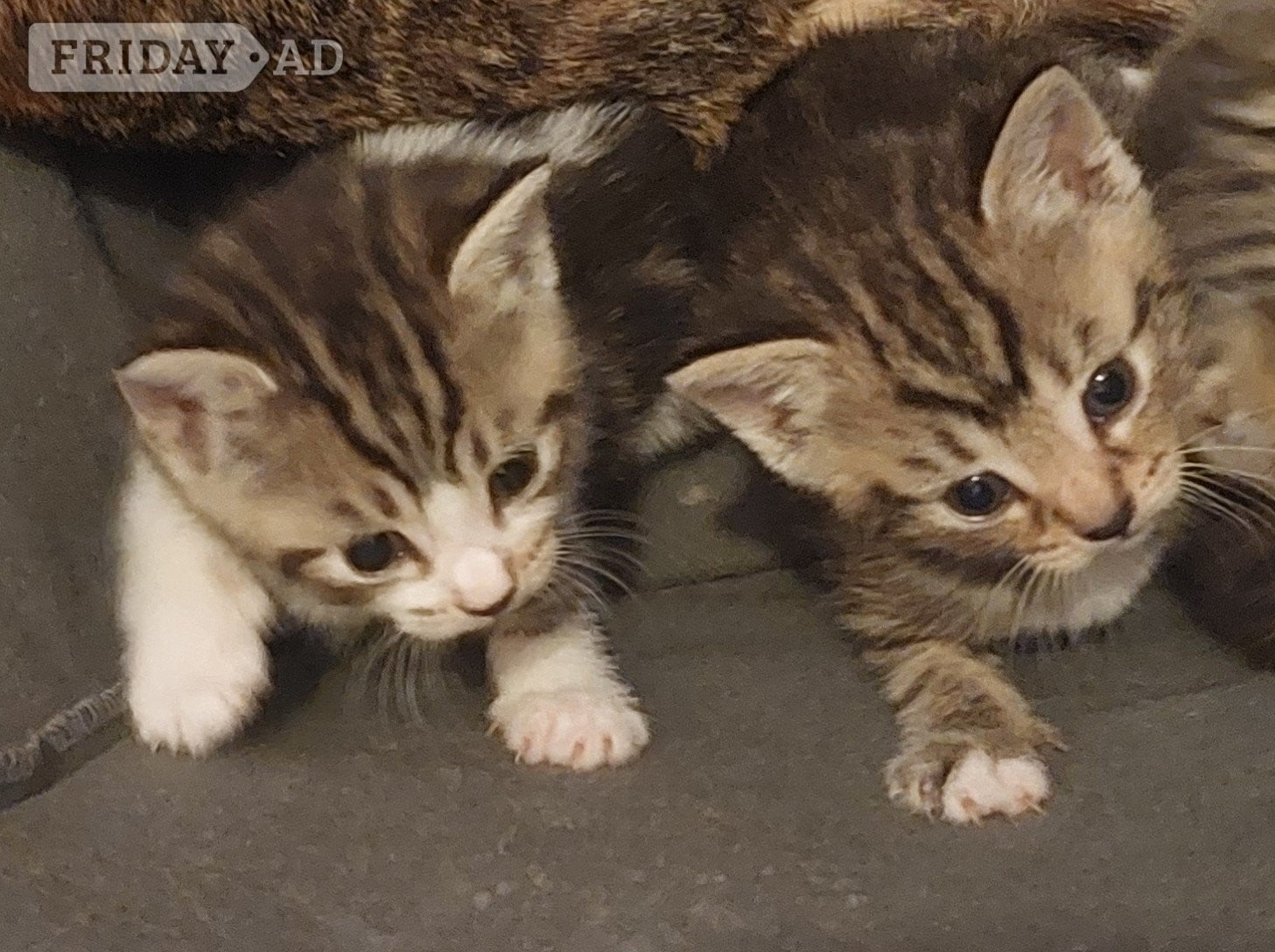Kittens for sale - Cats & Kittens in Crawley