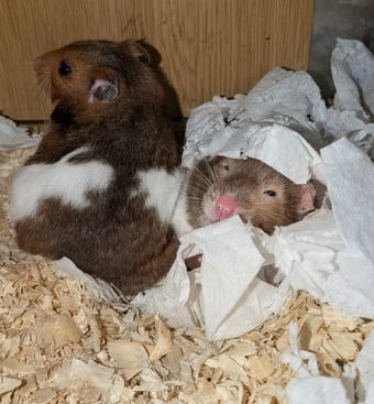 Young Syrian Hamsters