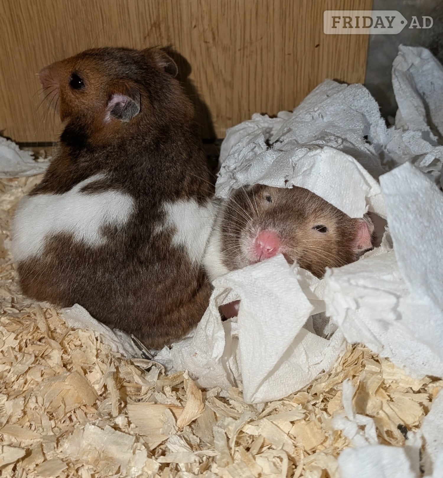 Young Syrian Hamsters