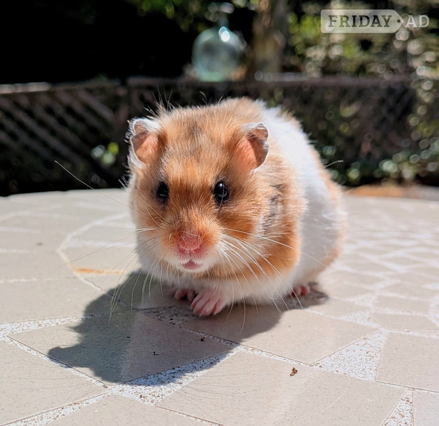 Young Syrian Hamsters