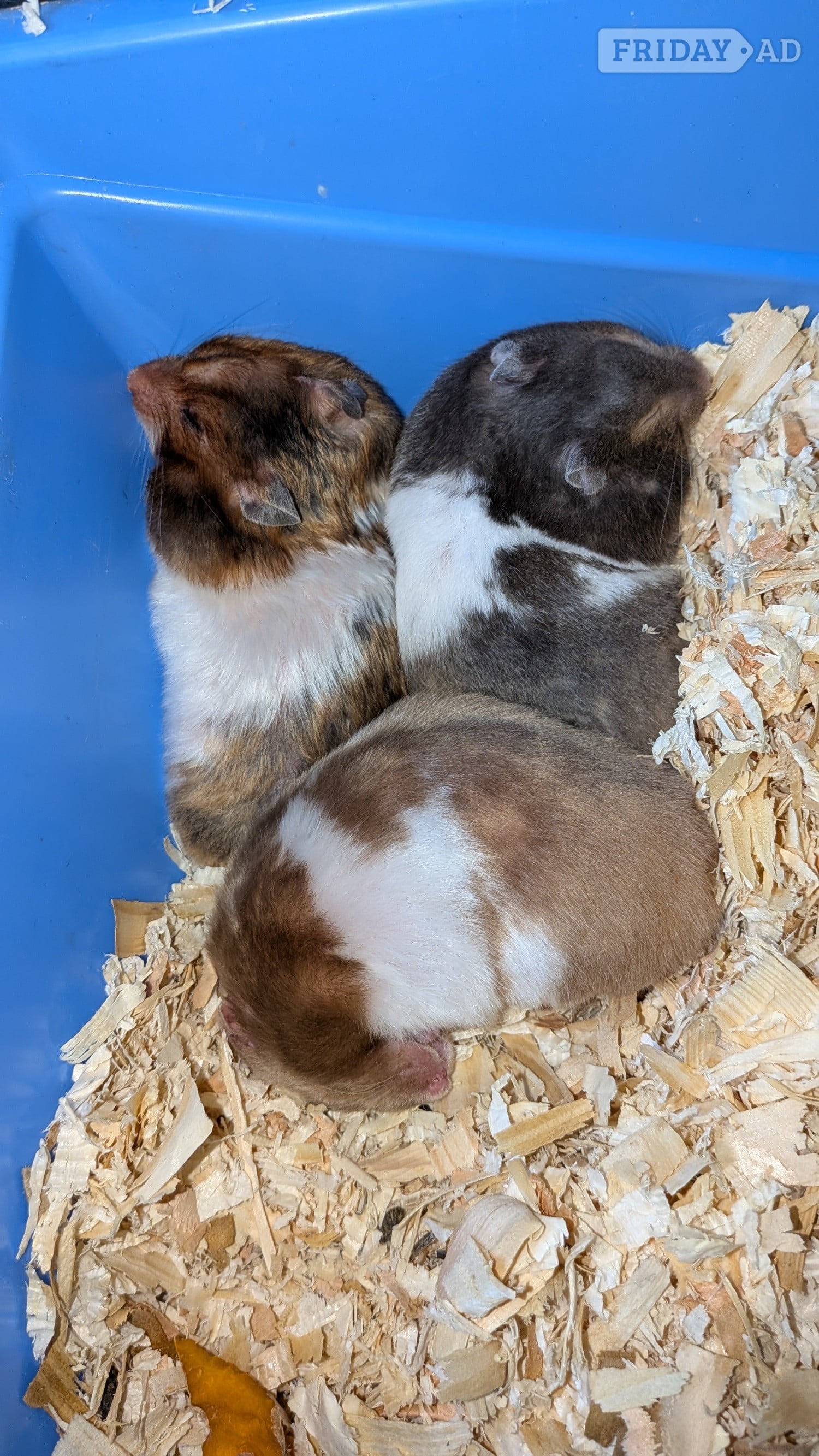  Young Syrian Hamsters