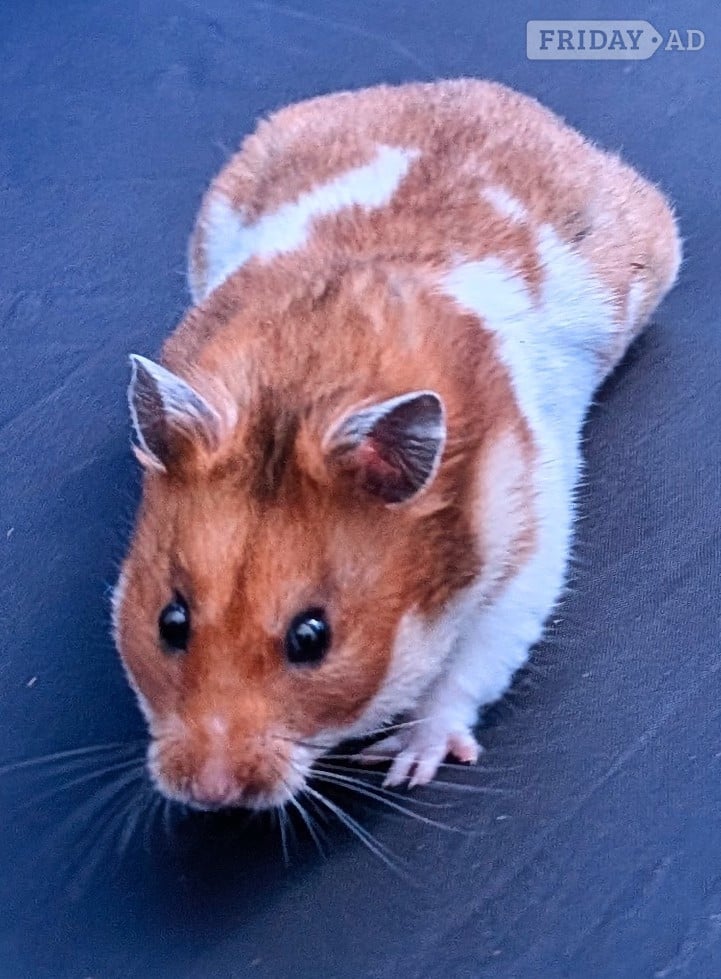 Young Syrian Hamsters - Guinea Pigs & Small Furries