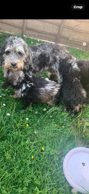 Sheepadoodle puppy boy needs 5 star home