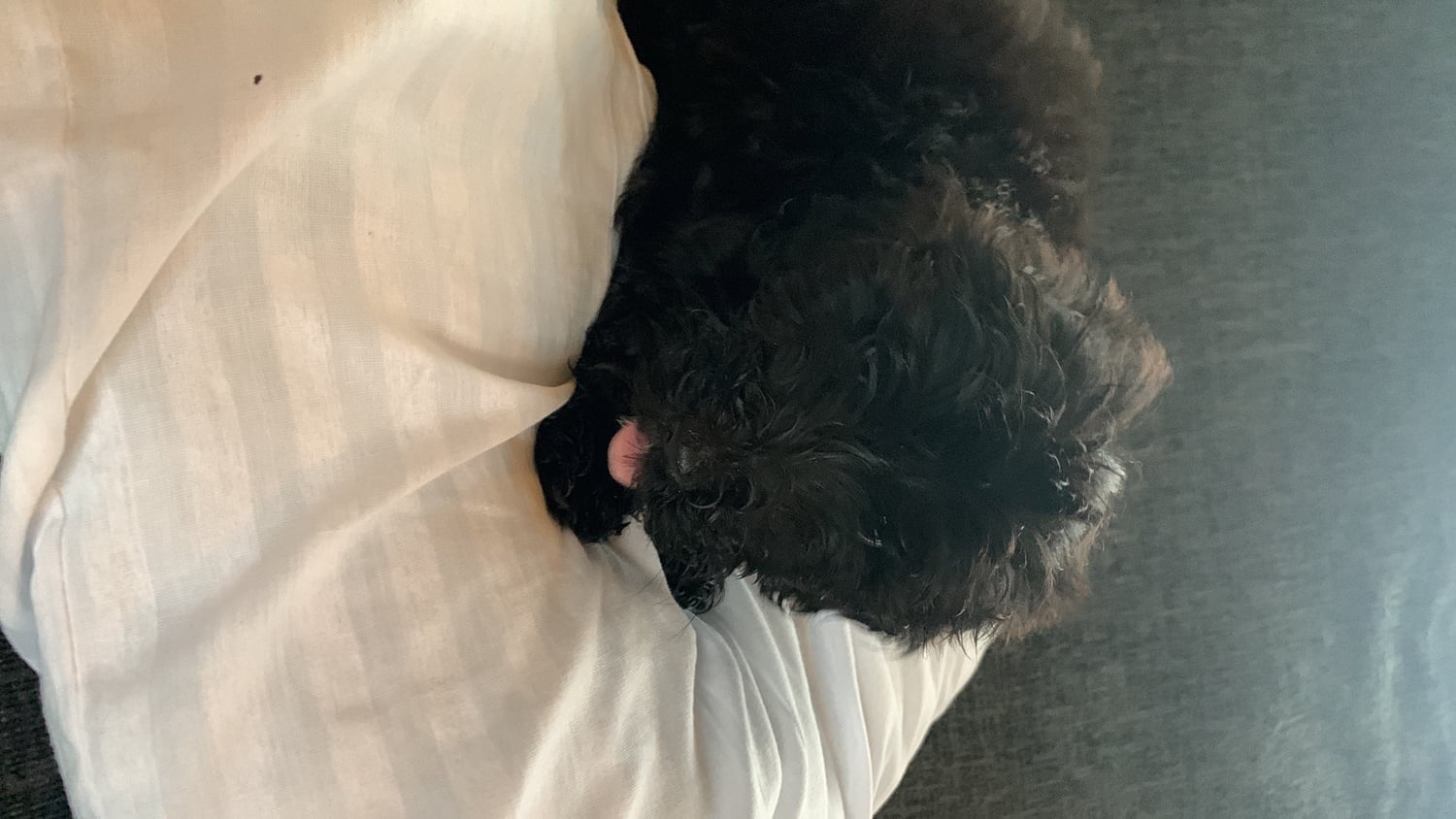 Sheepadoodle puppy boy needs 5 star home