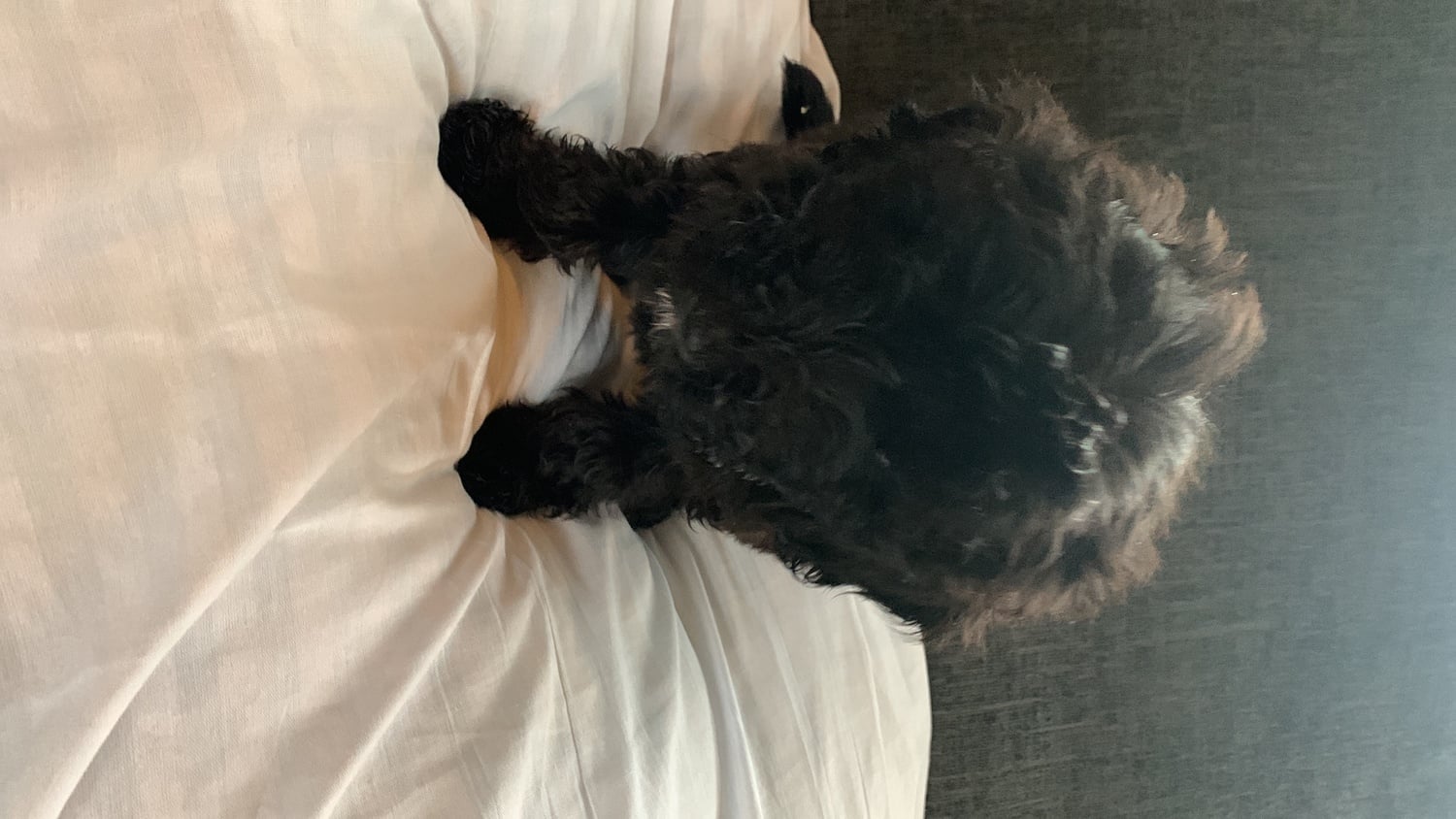 Hailsham Sheepadoodle puppy boy needs 5 star home
