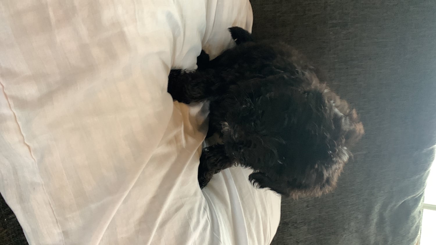 Sheepadoodle puppy boy needs 5 star home - Dogs & Puppies in Hailsham