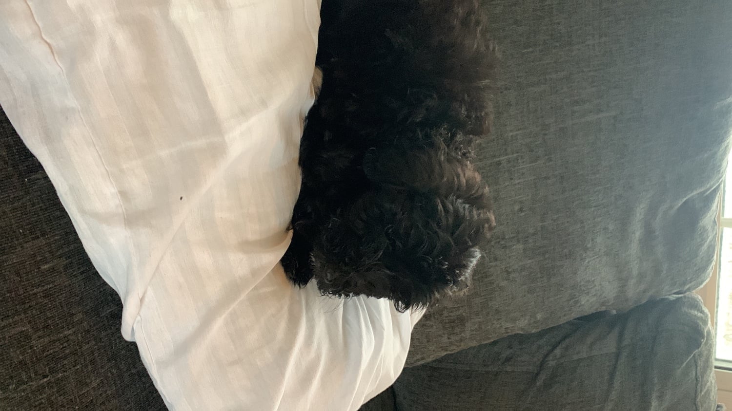 Sheepadoodle puppy boy needs 5 star home - Dogs & Puppies