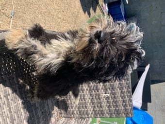 Stunning boy miniature sheepadoodle
