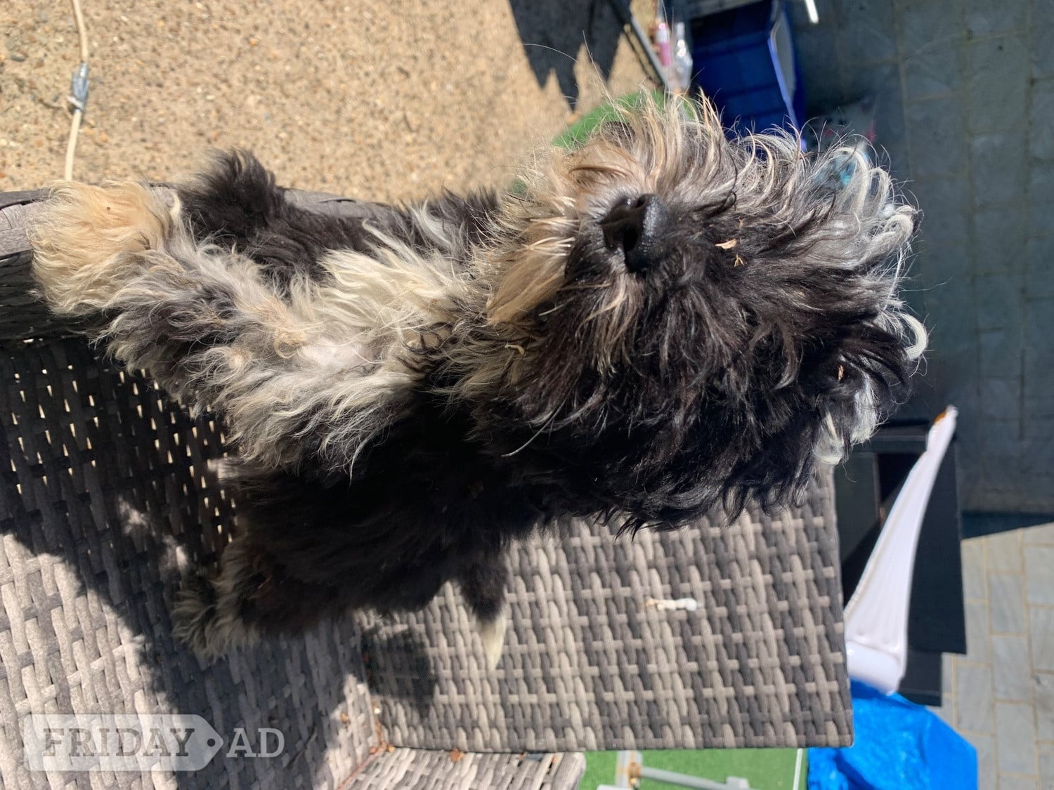 Stunning boy miniature sheepadoodle in Hailsham