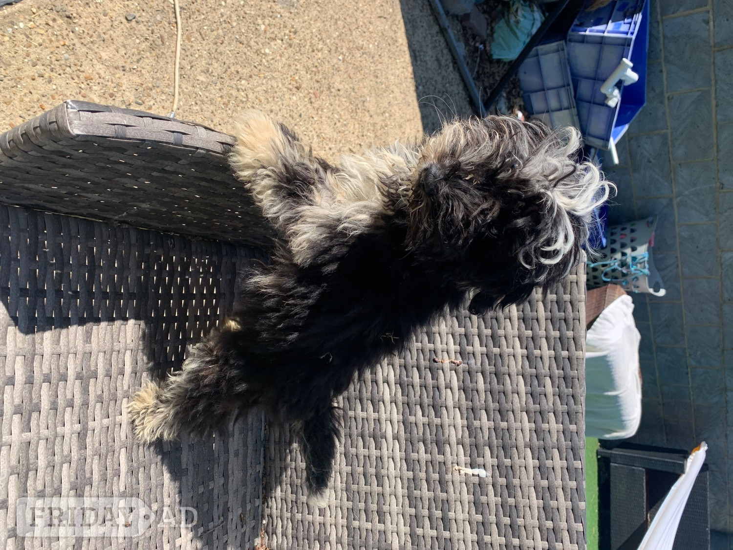 Stunning boy miniature sheepadoodle