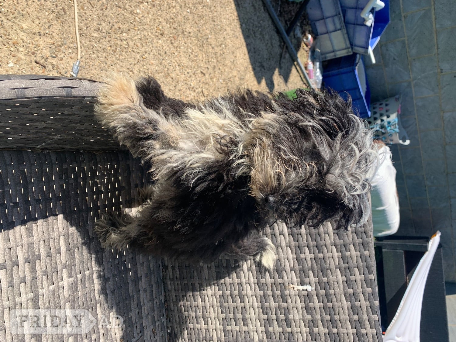 Hailsham Stunning boy miniature sheepadoodle