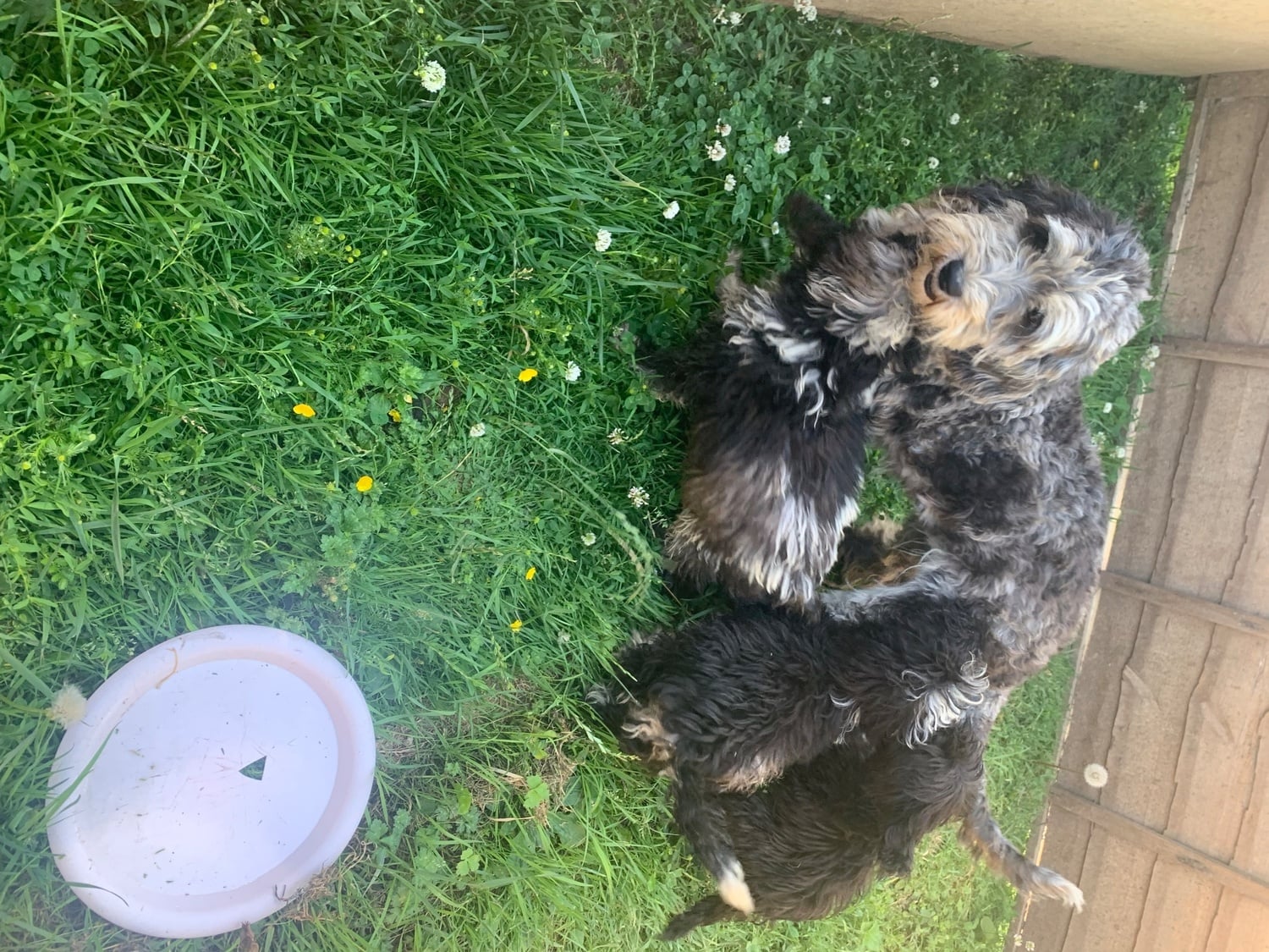 Stunning boy miniature sheepadoodle - Dogs & Puppies in Hailsham