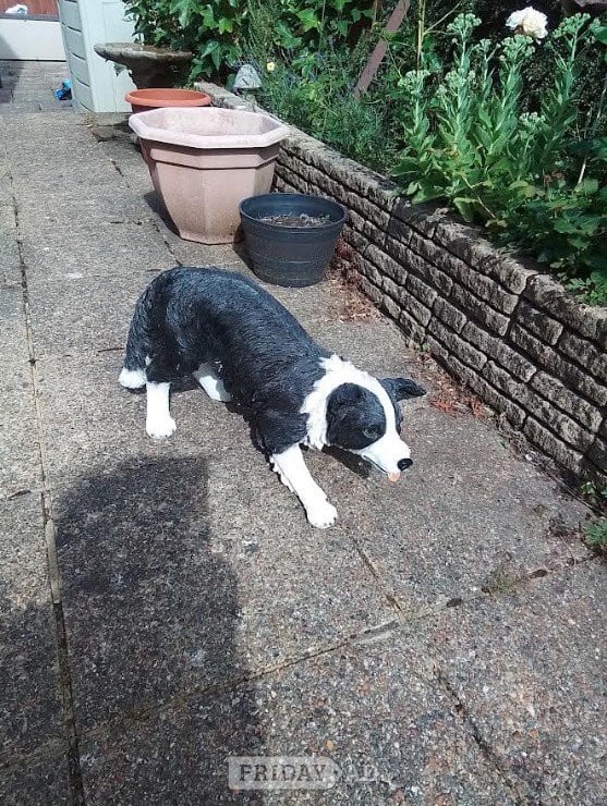 Garden ornament  Life like Welsh collie Goodcodition in St. Leonards-On-Sea