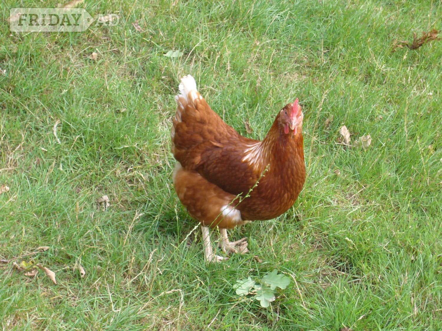 Free range hens for sale in Lewes