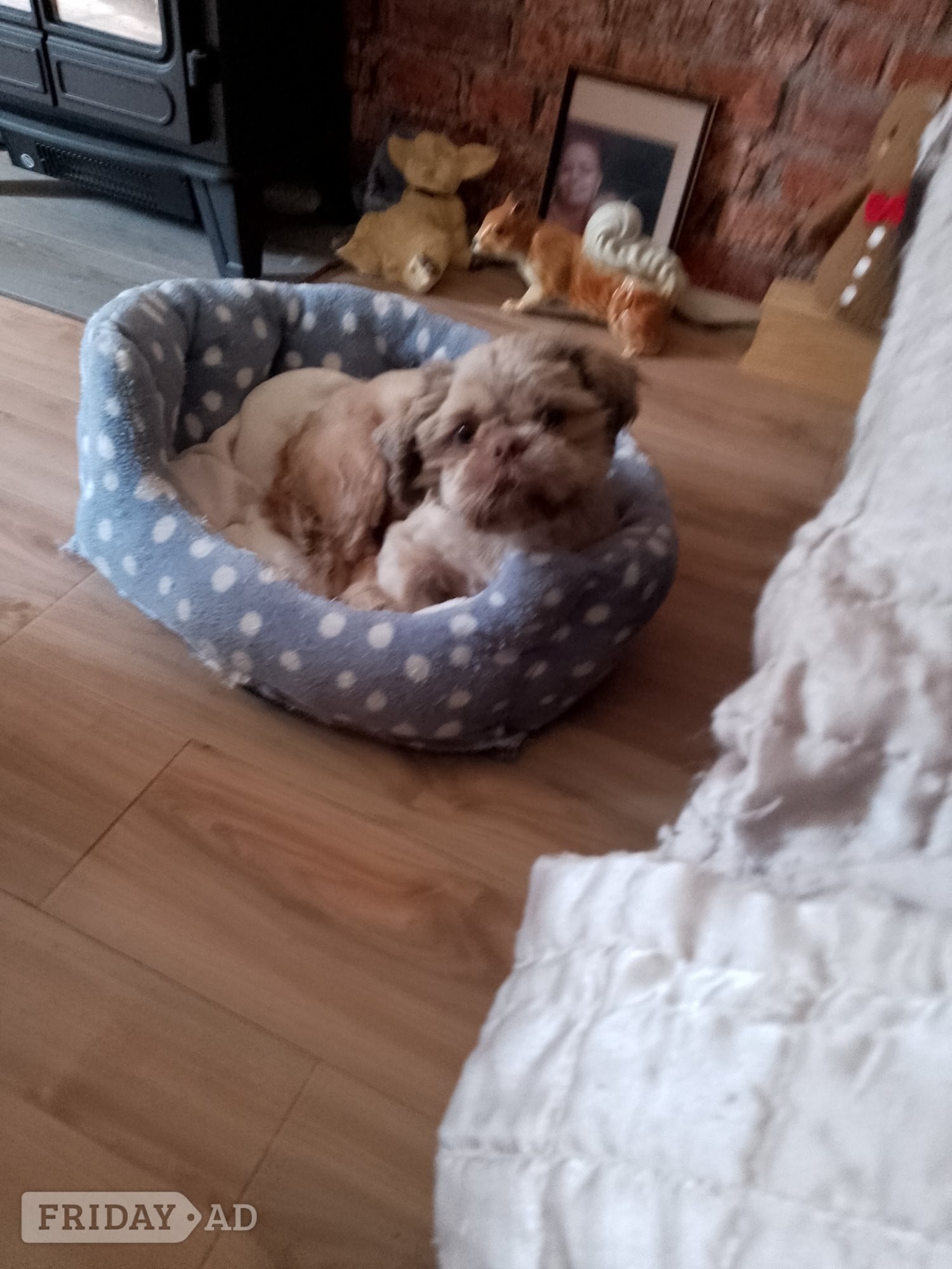 Male shihtzhu puppy in Hastings