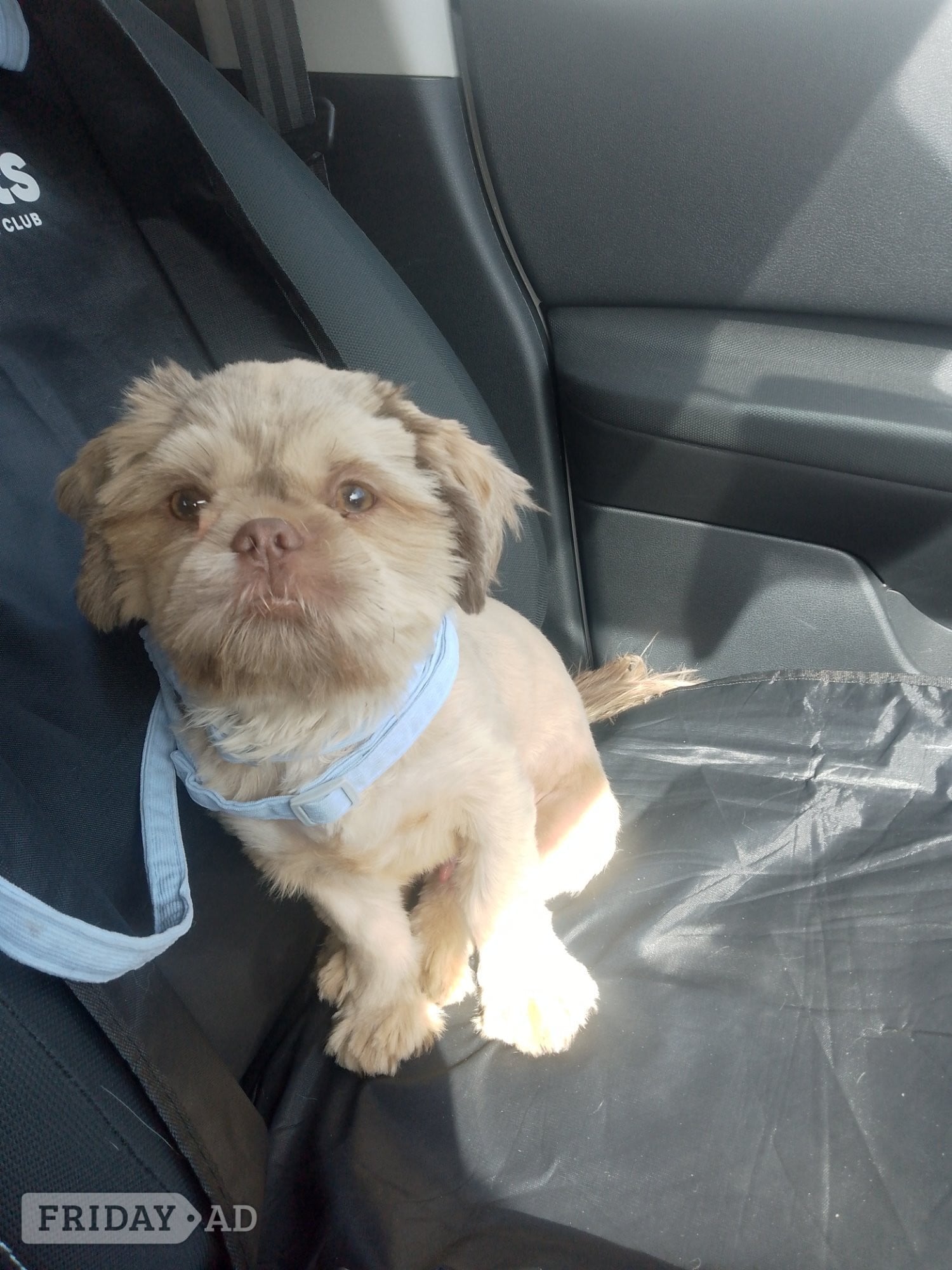 Male shihtzhu puppy