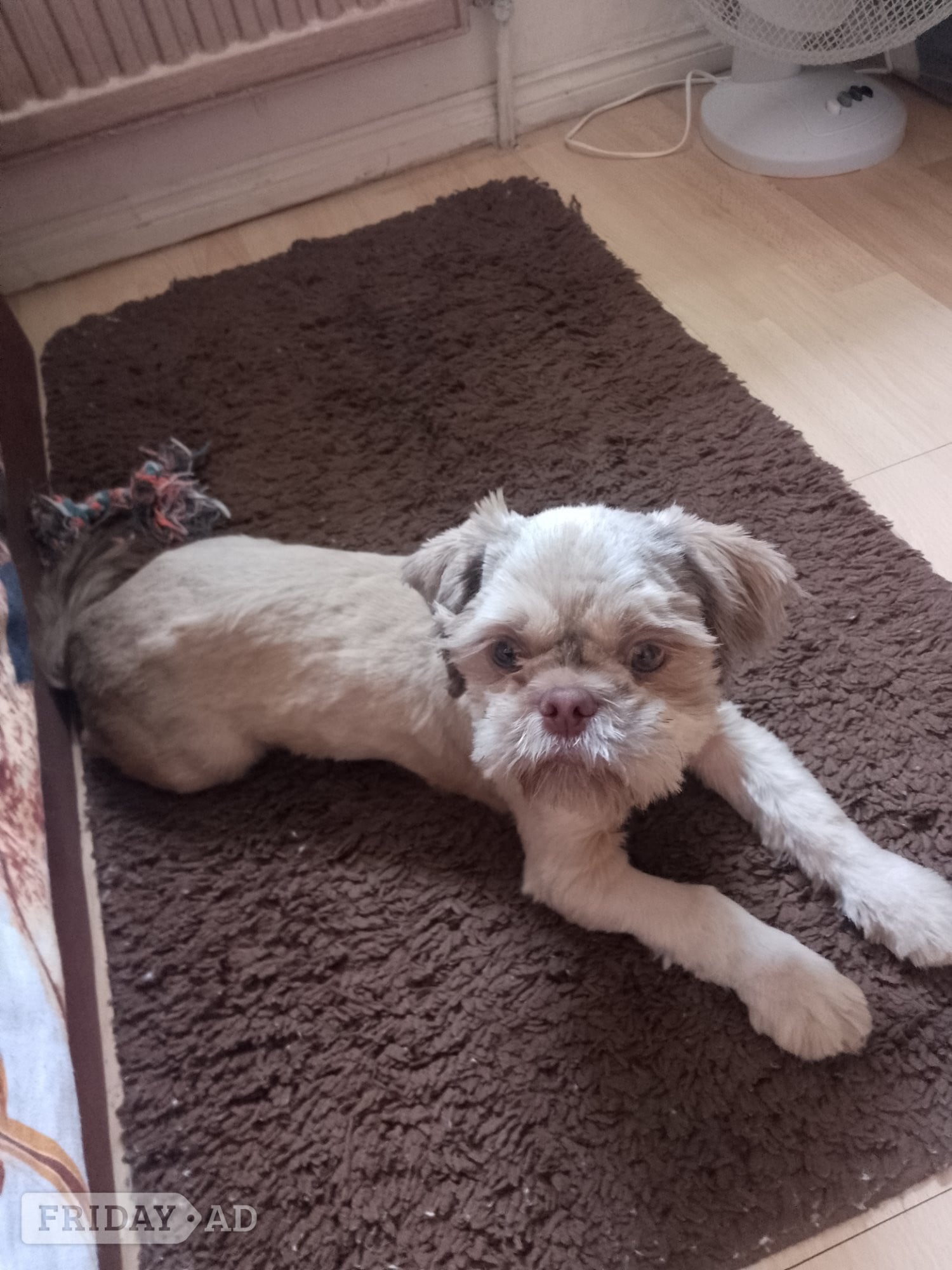 Hastings Male shihtzhu puppy