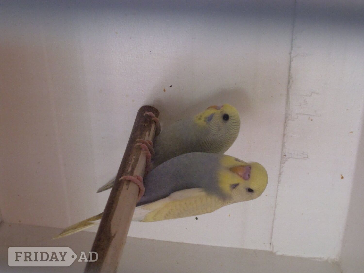 Beautifull Baby Budgies in Horsham