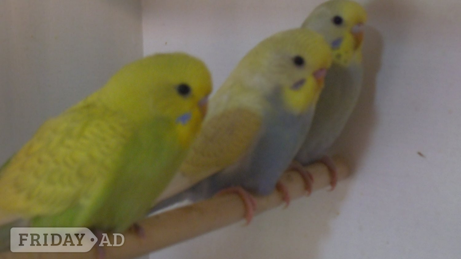 Beautifull Baby Budgies