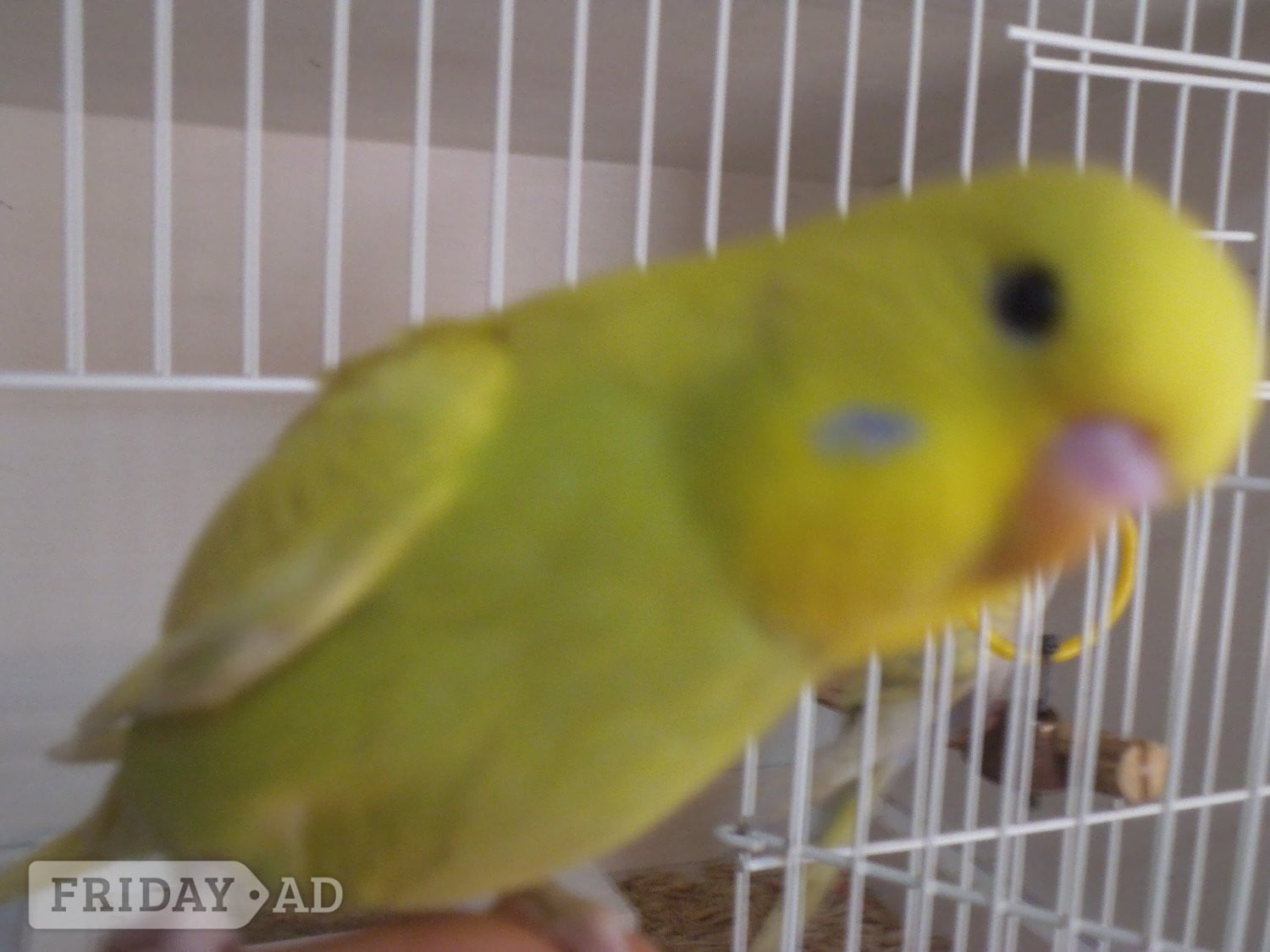 Horsham Beautifull Baby Budgies