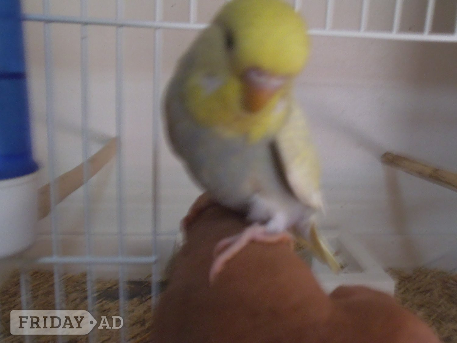 Beautifull Baby Budgies - Birds in Horsham