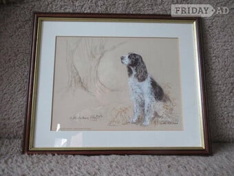 Gill Evans - English Springer Spaniel Framed Prints