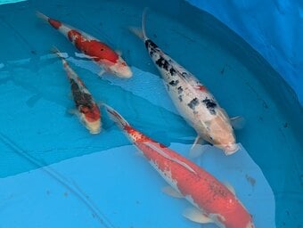 Koi Carp for sale