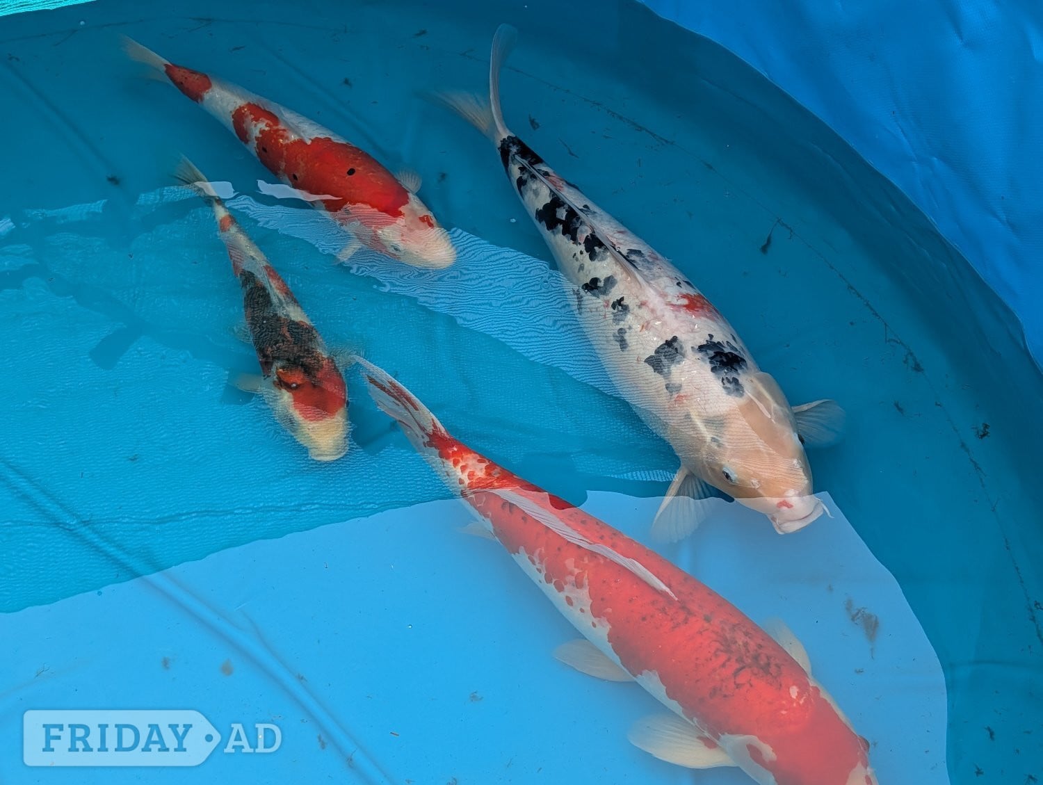 Koi Carp for sale in Hailsham