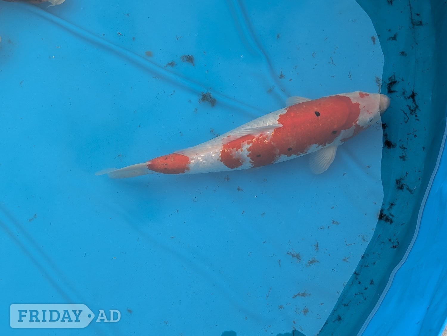 Hailsham Koi Carp for sale