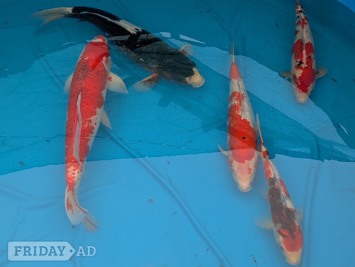 Koi Carp for sale - Fish & Aquatics in Hailsham