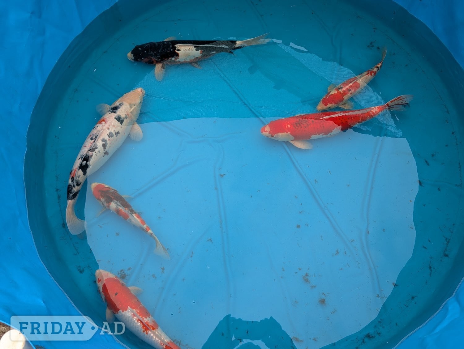 Koi Carp for sale - Fish & Aquatics