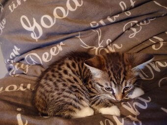 Beautiful Bengal kitten