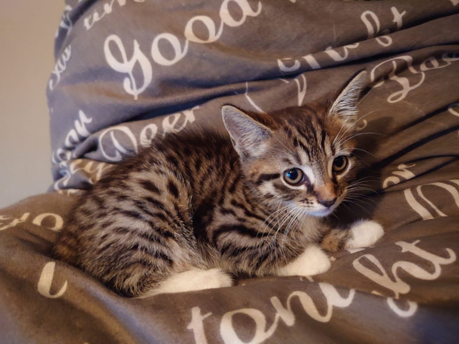 Beautiful Bengal kitten