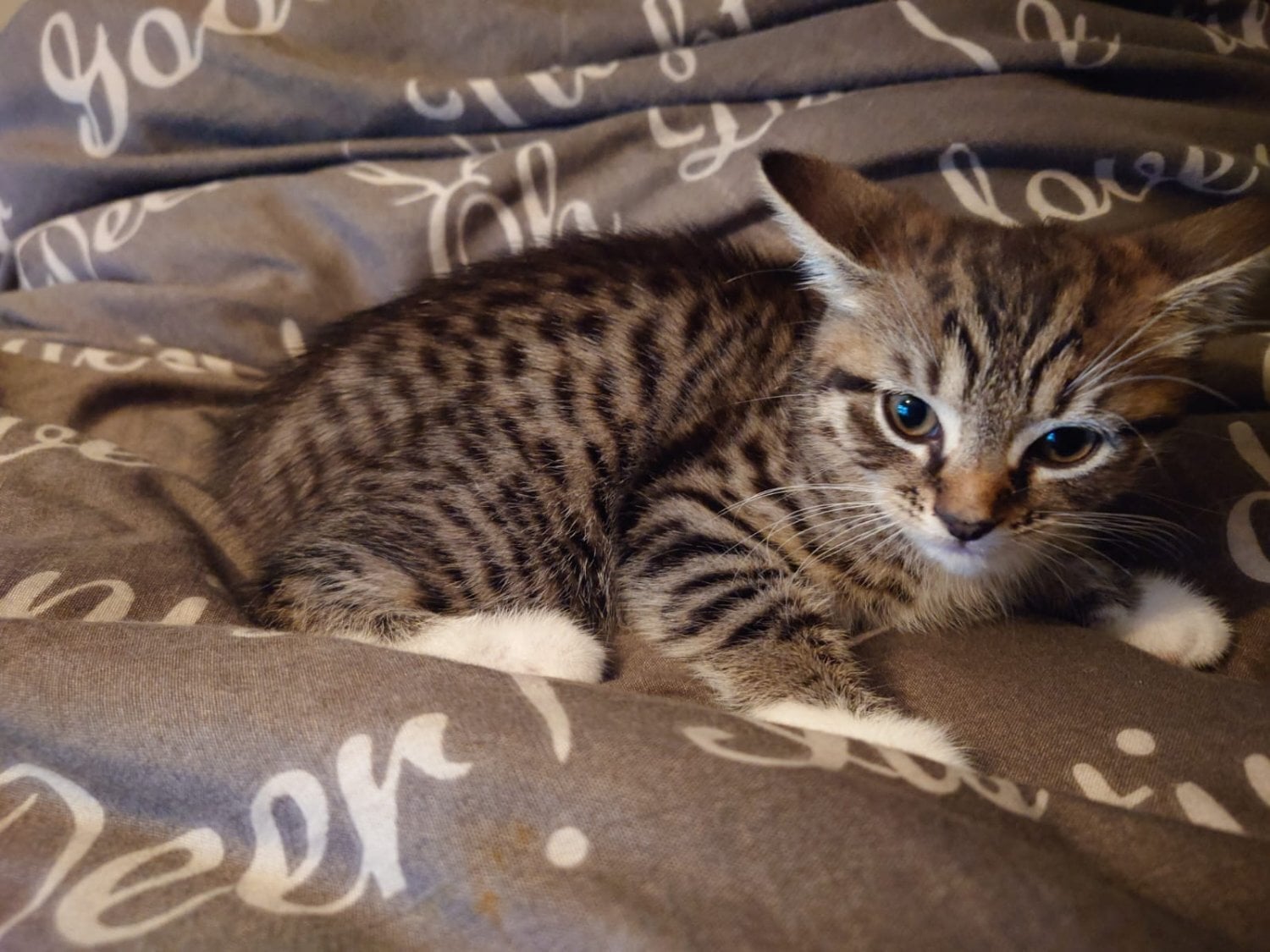 Hailsham Beautiful Bengal kitten