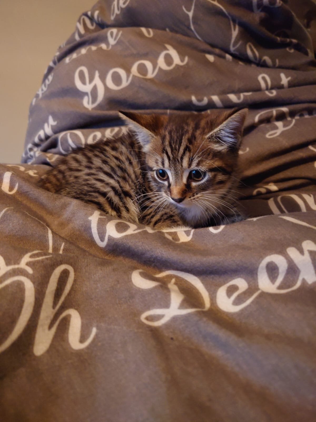 Beautiful Bengal kitten - Cats & Kittens in Hailsham