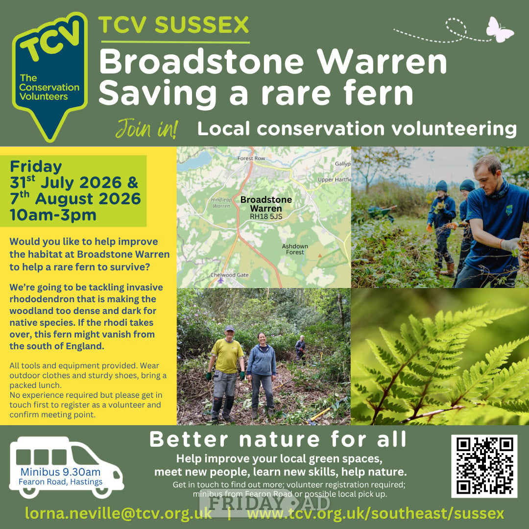 Conservation volunteering - Broadstone Warren - saving a rare fern in Forest Row