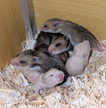 Baby Syrian Hamsters