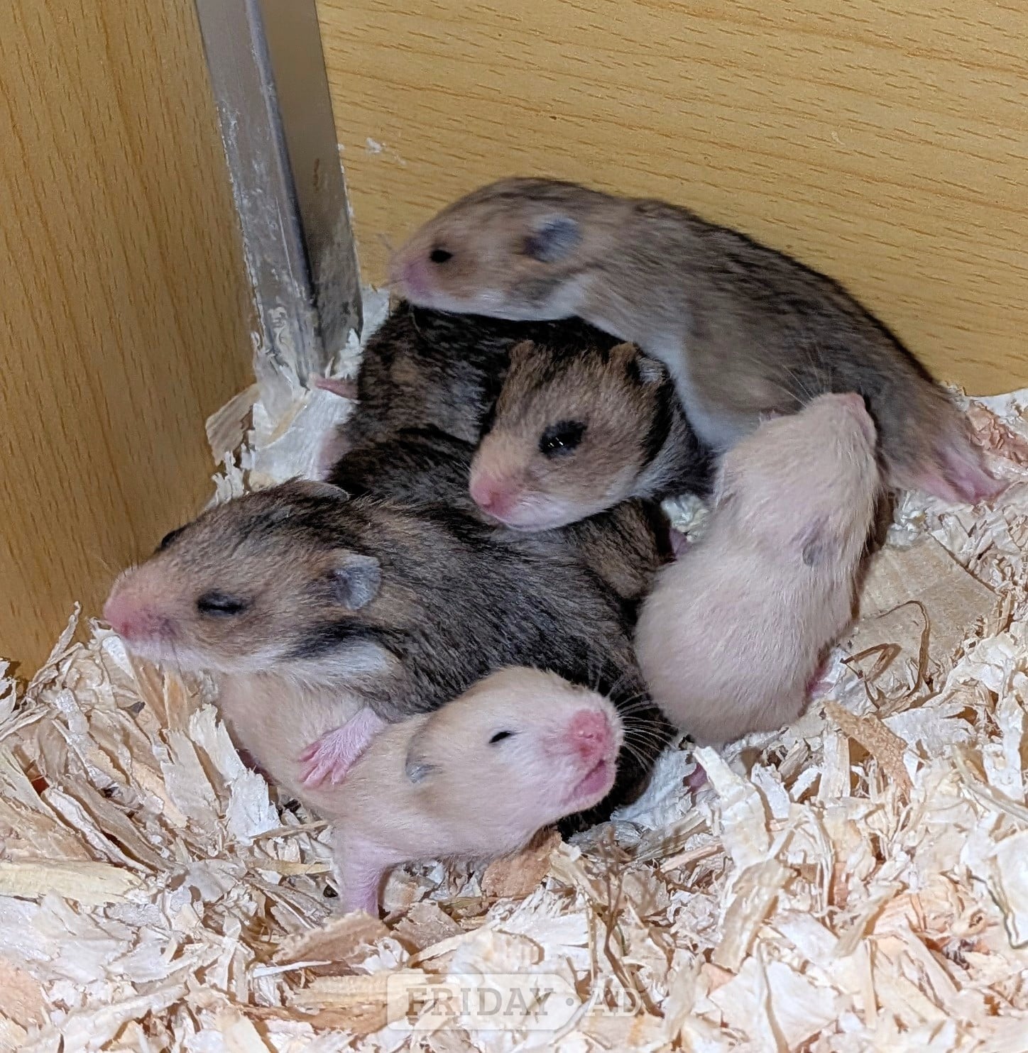 Baby Syrian Hamsters