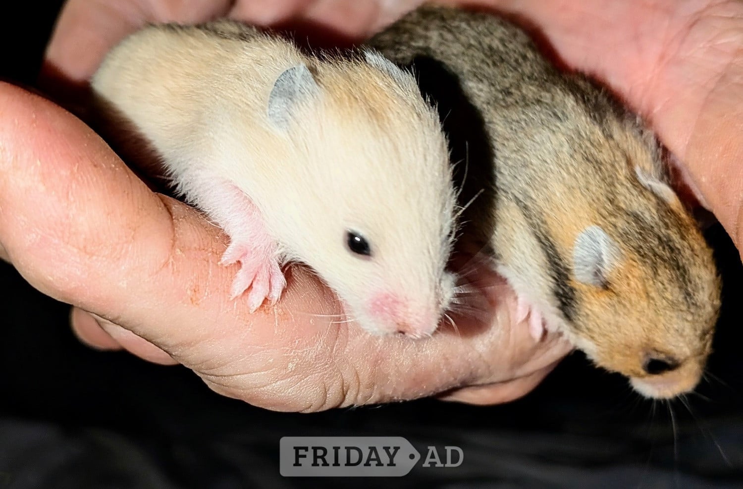 Baby Syrian Hamsters