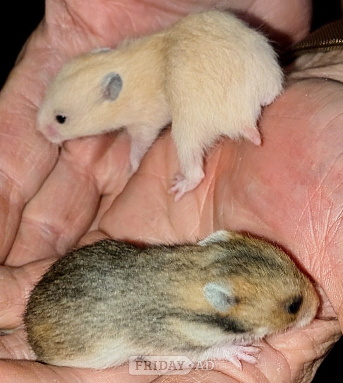  Baby Syrian Hamsters