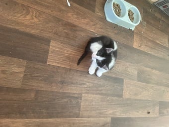 5 kittens for sale