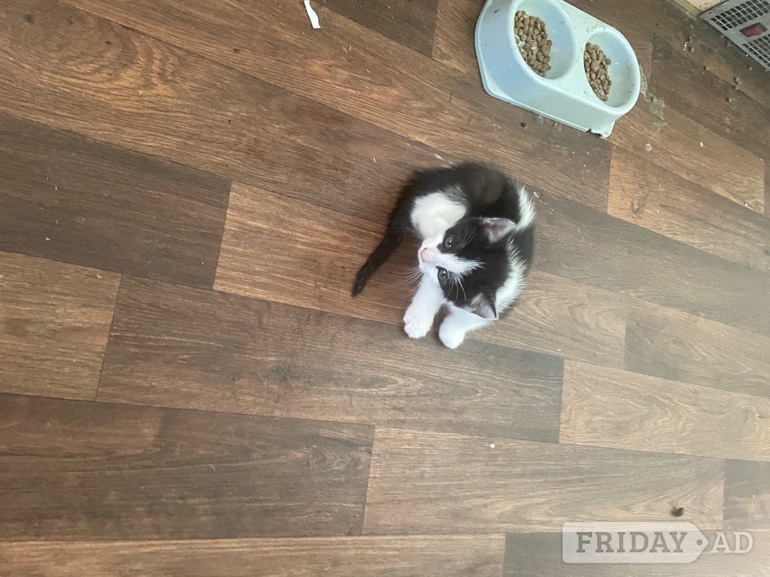 5 kittens for sale in Chichester