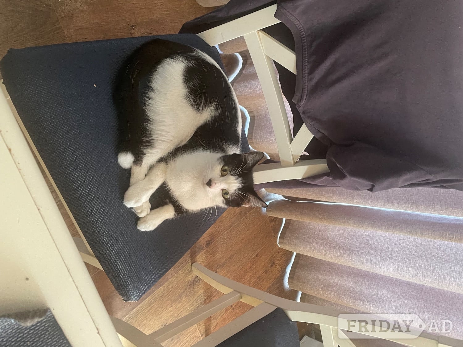 5 kittens for sale