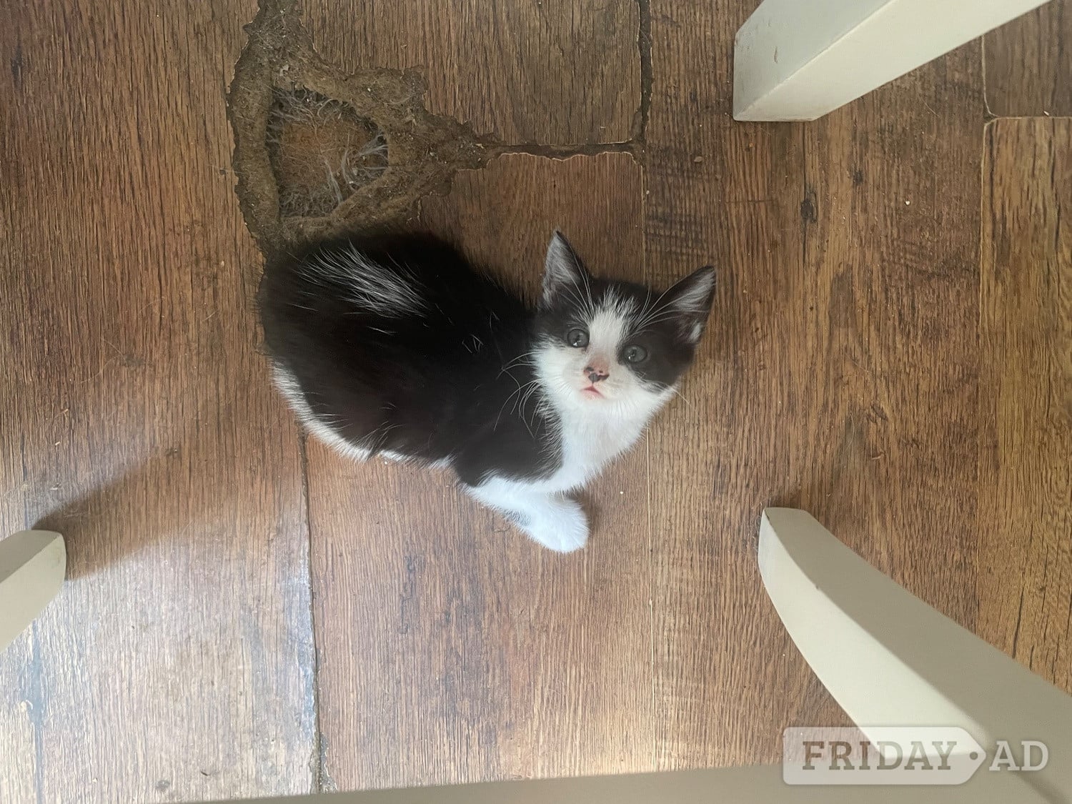 Chichester 5 kittens for sale