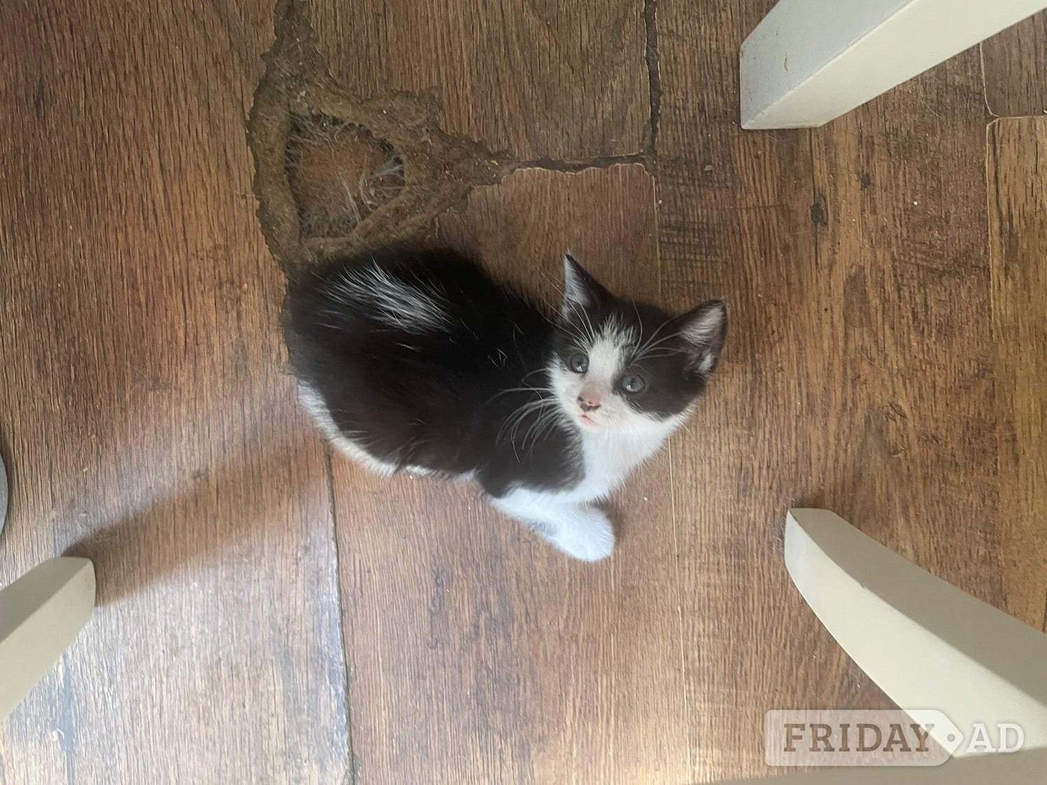 5 kittens for sale - Cats & Kittens in Chichester