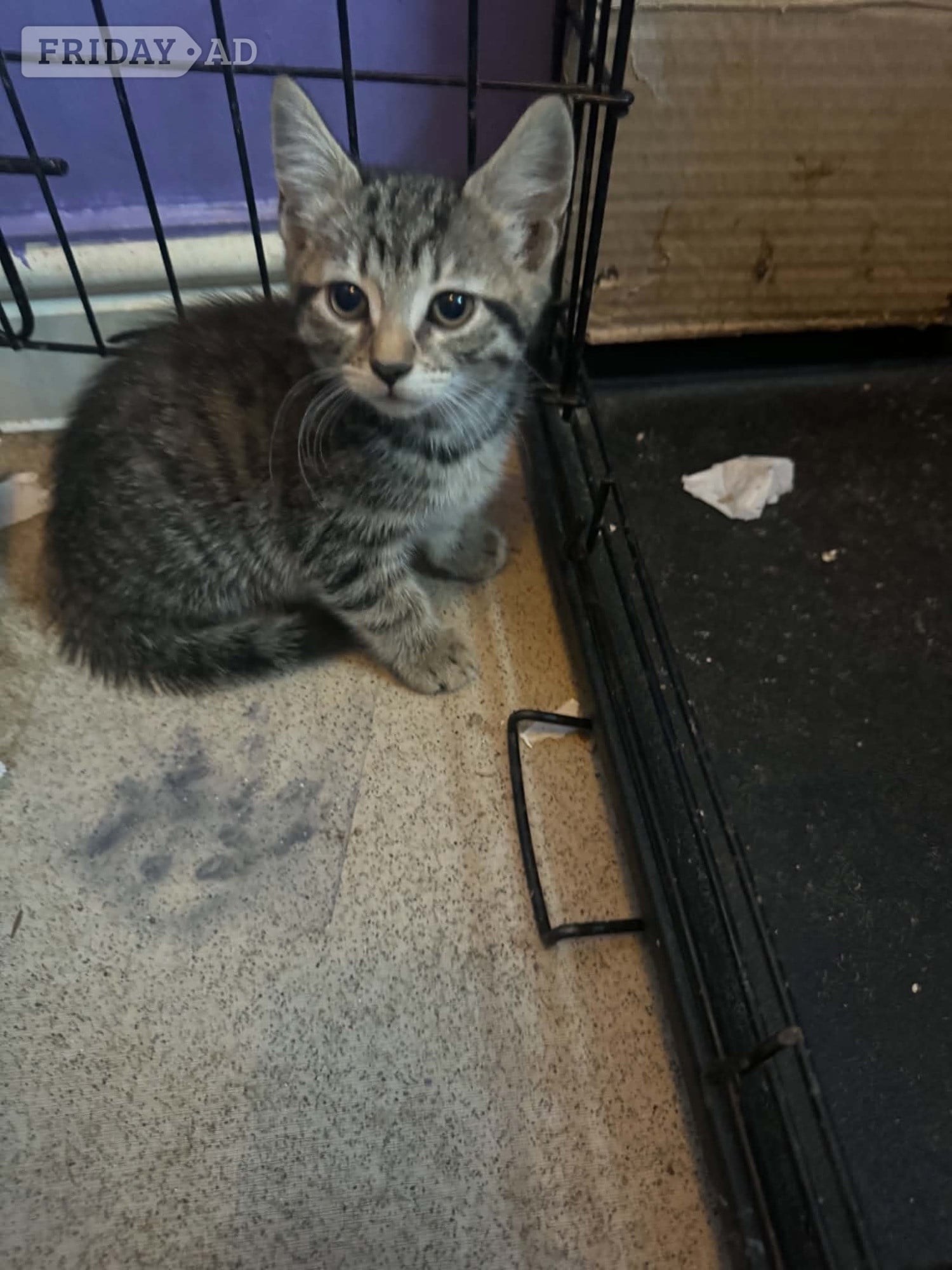 2 kittens for sale both female short haired  in Eastbourne